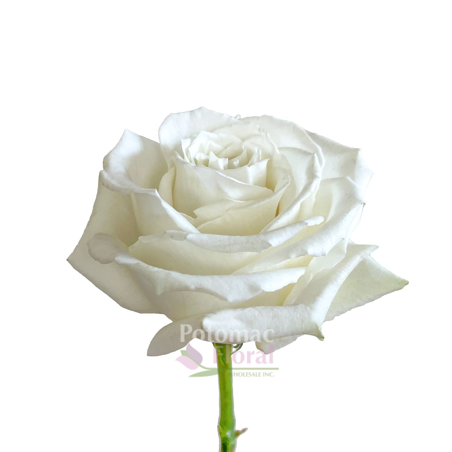 Playa Blanca Rose White, 40/50 cm ( White Beach ) Potomac Floral